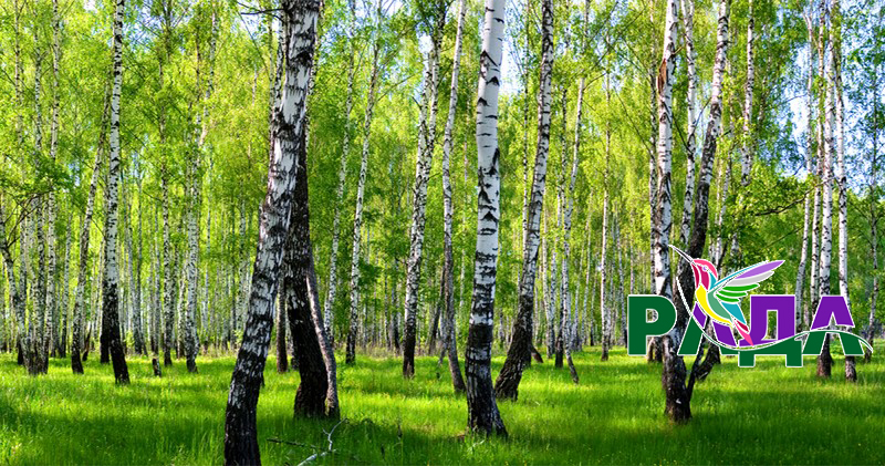 Фотосетка для декора заборов фасадов цена